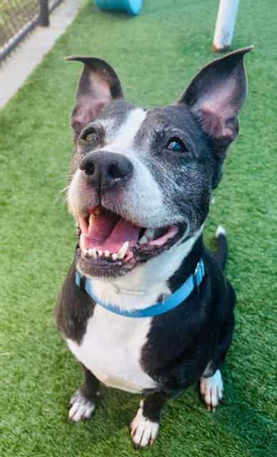 LULU, adoptable dog
