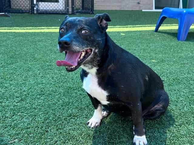 LOYA, adoptable dog