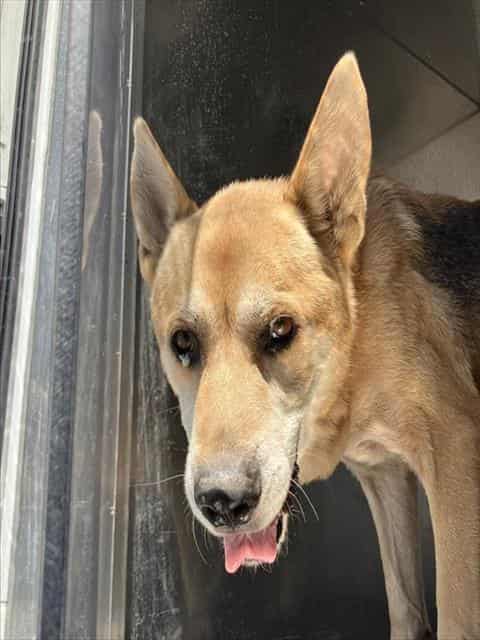 BABA, adoptable dog