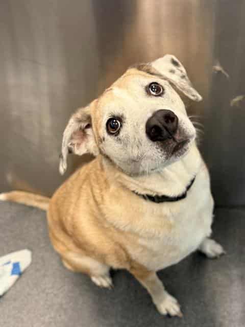 JASPER, adoptable dog