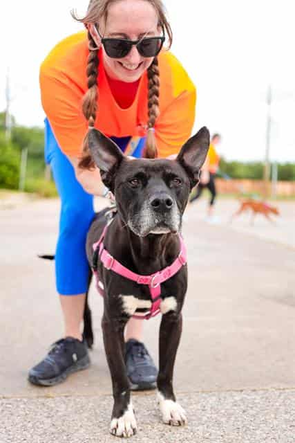 JET, adoptable dog