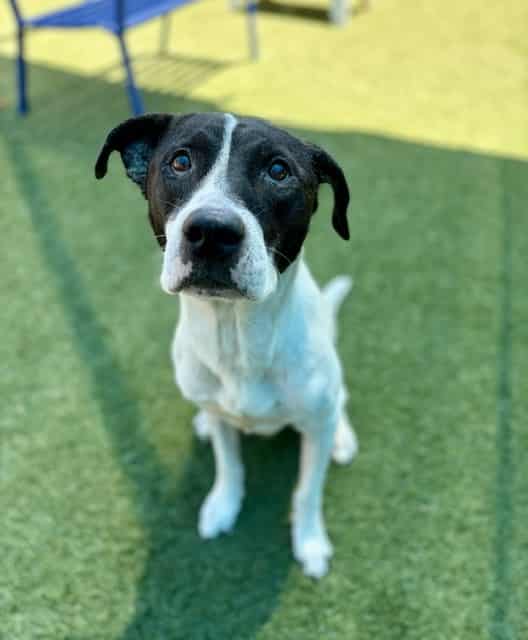 HENRY, adoptable dog