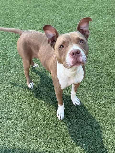 MOCA, adoptable dog