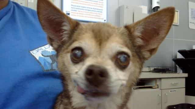 JETER, adoptable dog