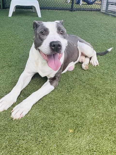 BONES, adoptable dog