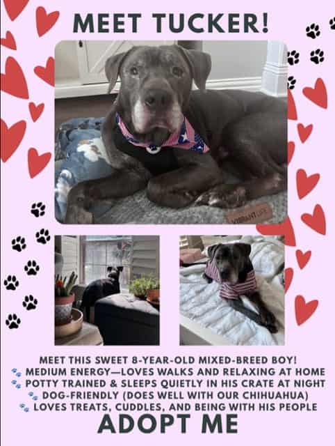 TUCKER, adoptable dog