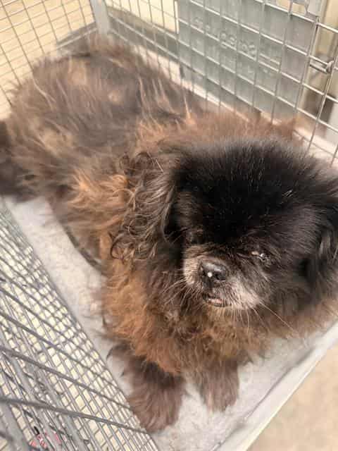 REX, adoptable dog