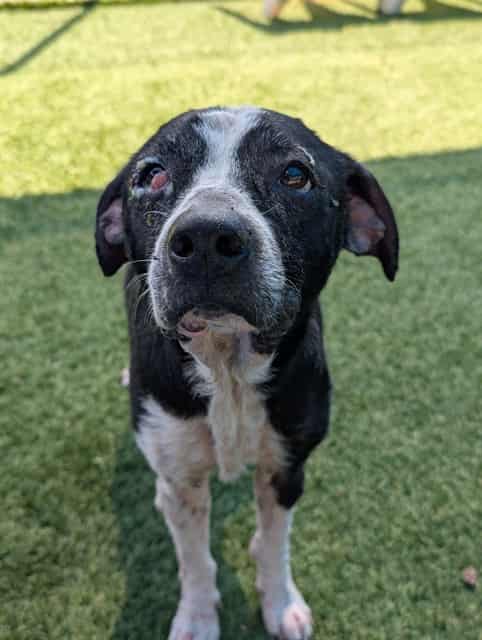 ROCKY, adoptable dog