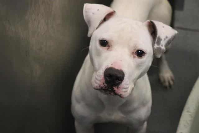 JACKSON, adoptable dog