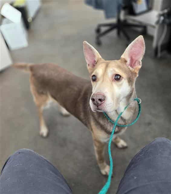 LAYLA, adoptable dog