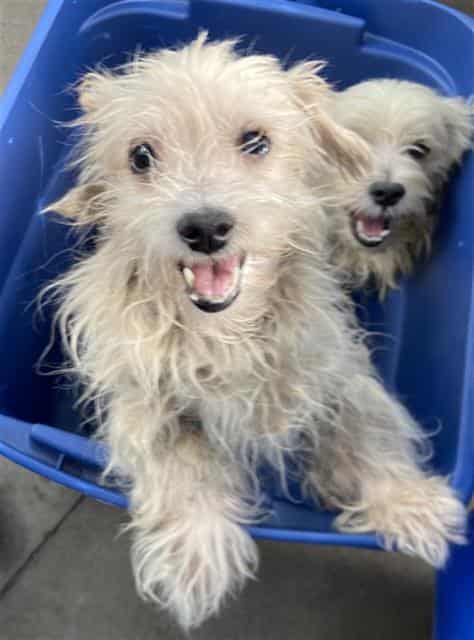 MARTHA, adoptable dog