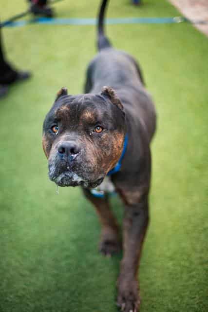 CHESTER, adoptable dog