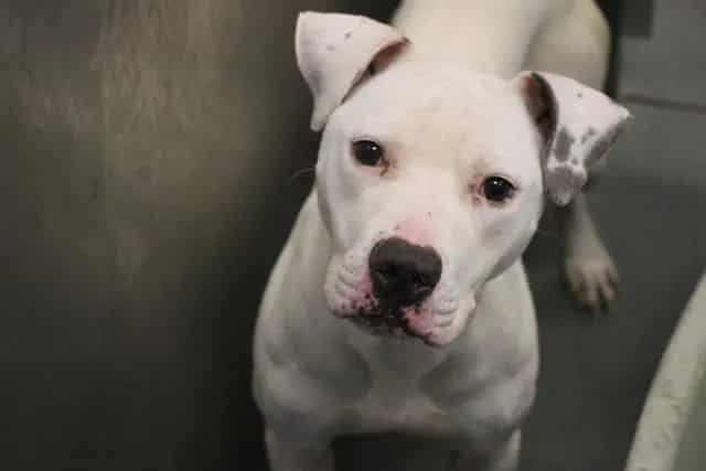 Photo of Jackson, adoptable senior Mixed Breed