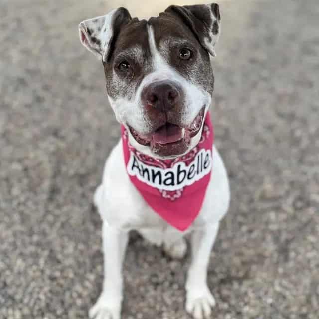 Photo of Annabelle, adoptable senior dog