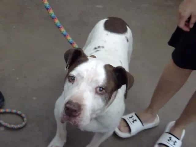 Photo of George, adoptable senior Mixed Breed