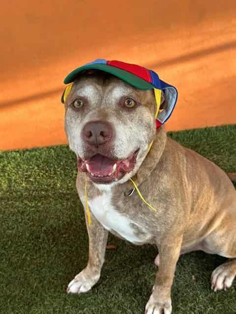 Photo of Terrance, adoptable senior Terrier mix in Miami, Florida