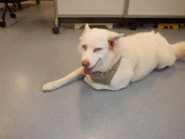 Luna, adoptable senior Siberian Husky mix in San José, California