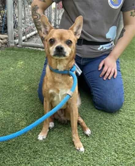 Photo of Koala, adoptable senior Chihuahua - Smooth Coated mix in San José, California