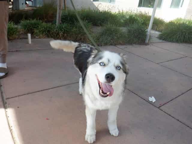 Lady, adoptable senior Siberian Husky in San José, California