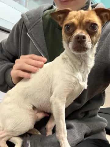 Photo of Pringle, adoptable senior Chihuahua - Smooth Coated in San José, California