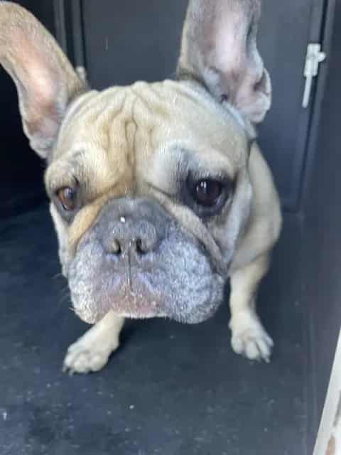 Photo of Chika, adoptable senior French Bulldog in San José, California