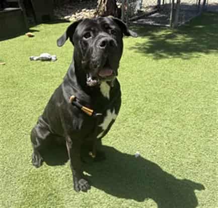 Photo of Gnocchi, adoptable senior Mastiff mix in San José, California