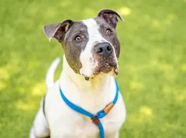 Photo of Justin, adoptable senior Pit Bull Terrier in San José, California