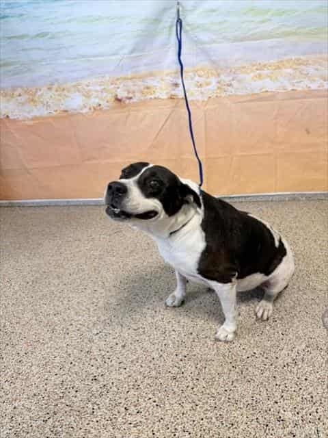Gilda, adoptable senior Terrier mix in Miami, Florida