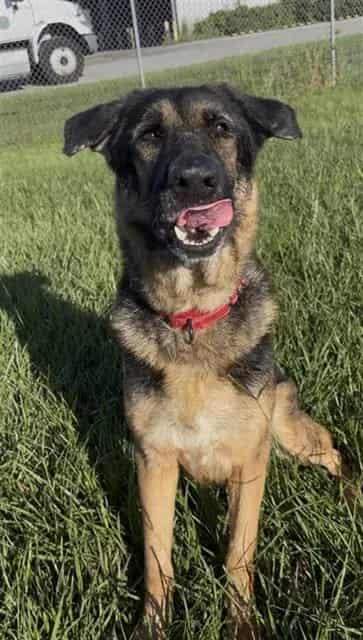 Photo of Colt, adoptable senior German Shepherd Dog in Rosenberg, Texas