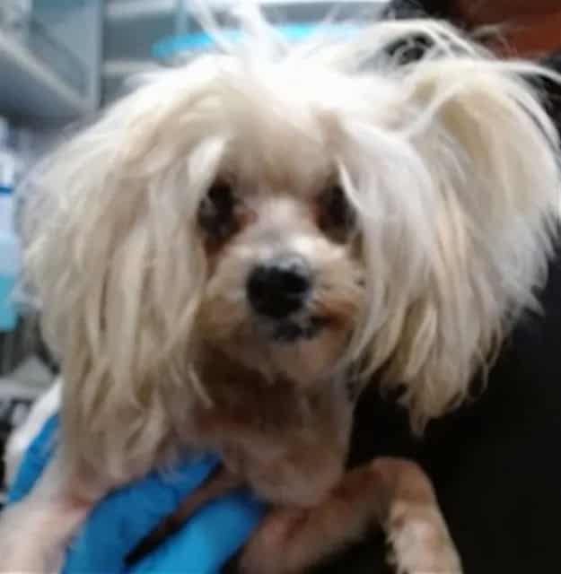 Photo of Senior Maltese, adoptable senior Maltese in Devore, California