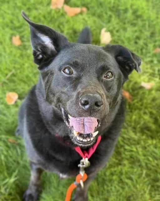 Photo of Boba, adoptable senior Labrador Retriever mix in Kent, Washington