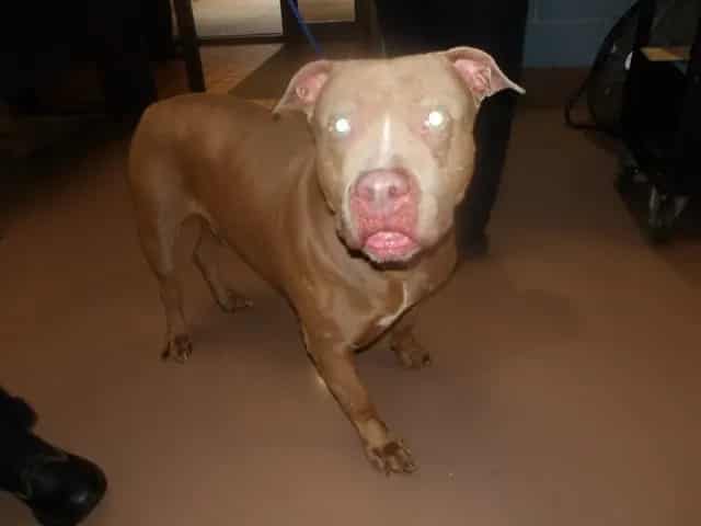 Photo of Kal, adoptable senior American Pit Bull Terrier in Chicago, Illinois