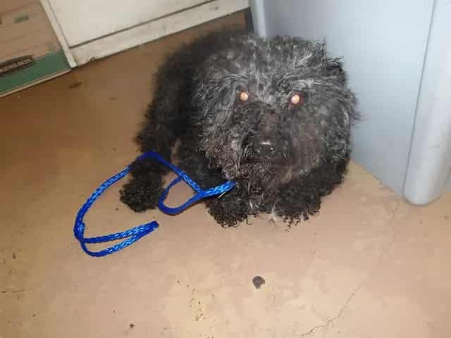 Photo of Ninja, adoptable senior Poodle - Miniature in Chicago, Illinois