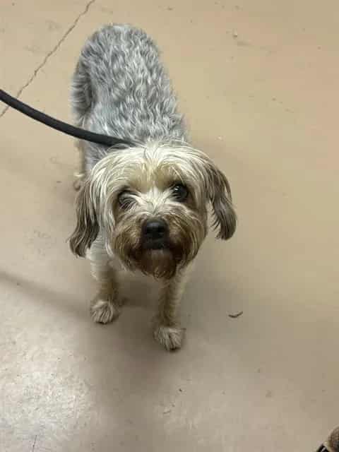 Photo of Chloe, adoptable senior Yorkshire Terrier in Chicago, Illinois