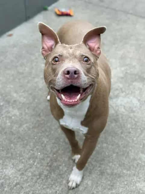 Photo of Skye, adoptable senior American Pit Bull Terrier in Chicago, Illinois