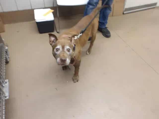 Photo of Chocolate, adoptable senior American Pit Bull Terrier in Chicago, Illinois