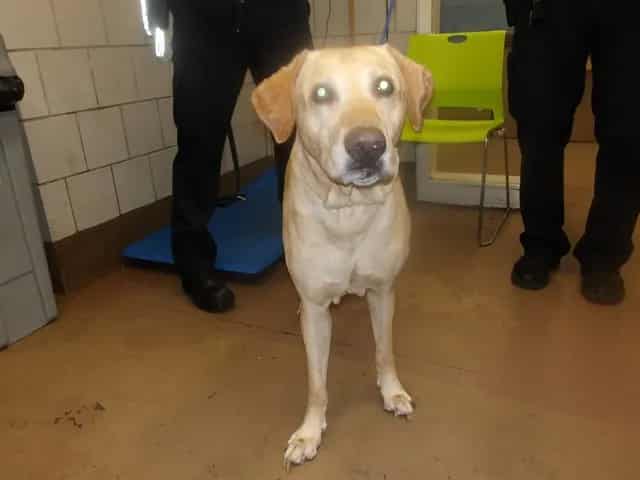 Photo of Buddy, adoptable senior Labrador Retriever in Chicago, Illinois