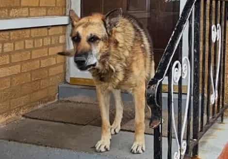 Photo of Rocky, adoptable senior German Shepherd Dog in Chicago, Illinois