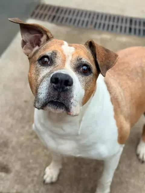 Photo of Harley, adoptable senior American Pit Bull Terrier in Chicago, Illinois