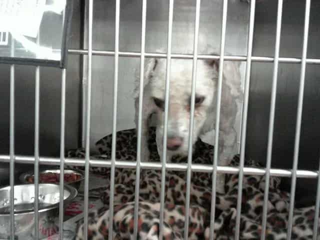 Photo of Mikey, adoptable senior Bichon Frise in Chicago, Illinois