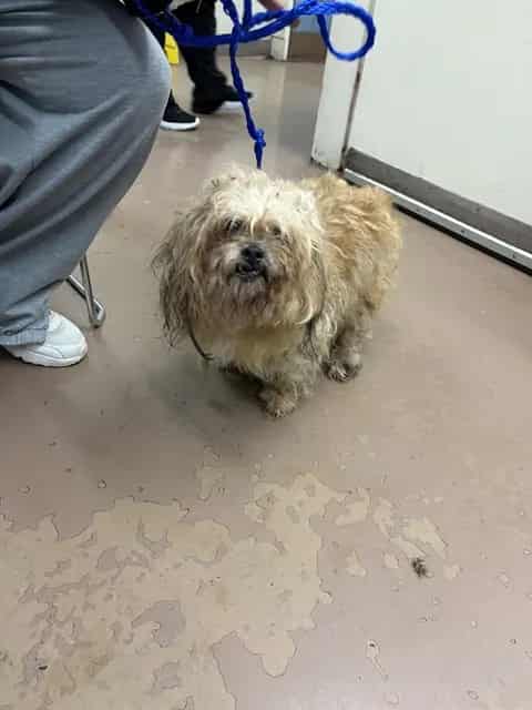 Photo of Bella, adoptable senior Maltese in Chicago, Illinois