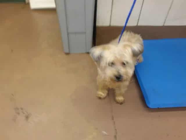 Photo of Ronald, adoptable senior Shih Tzu in Chicago, Illinois