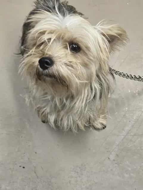 Photo of Gucci, adoptable senior Yorkshire Terrier in Chicago, Illinois