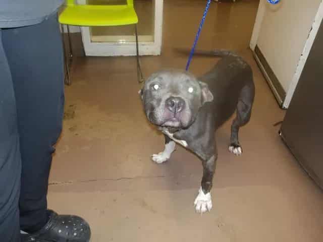 Photo of Ghost, adoptable senior American Pit Bull Terrier in Chicago, Illinois