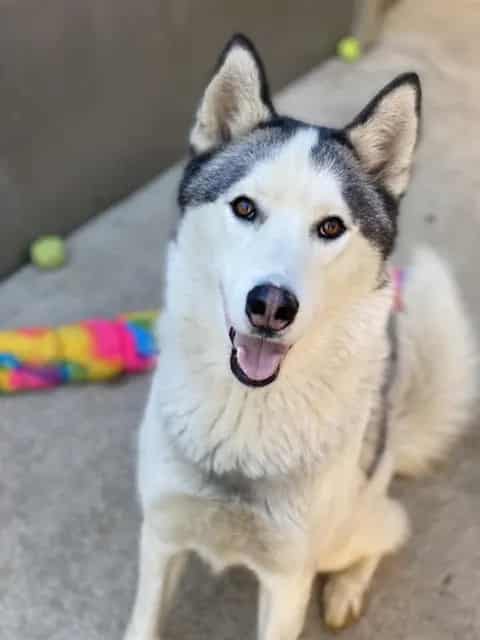 Photo of Nyko, adoptable senior Siberian Husky in Chicago, Illinois