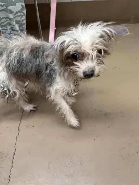 Photo of Angel, adoptable senior Shih Tzu in Chicago, Illinois