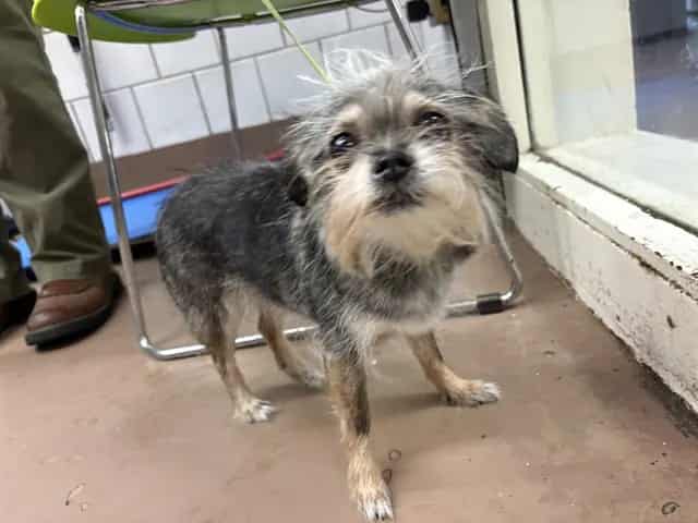 Photo of Ruby, adoptable senior Chihuahua - Long Haired in Chicago, Illinois