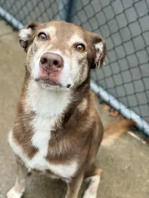 Photo of Cholena, adoptable senior Alaskan Husky mix in Chicago, Illinois