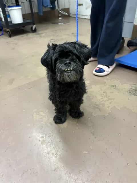Photo of Cardi, adoptable senior Maltese in Chicago, Illinois