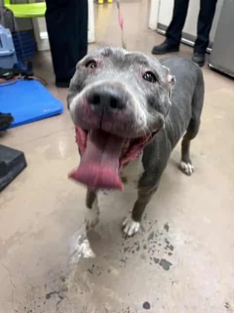 Photo of Roxy, adoptable senior American Pit Bull Terrier in Chicago, Illinois